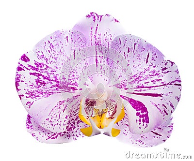 Motley orchid isolated, on a white background Stock Photo
