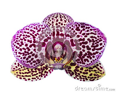 Motley orchid of unusual coloring Stock Photo