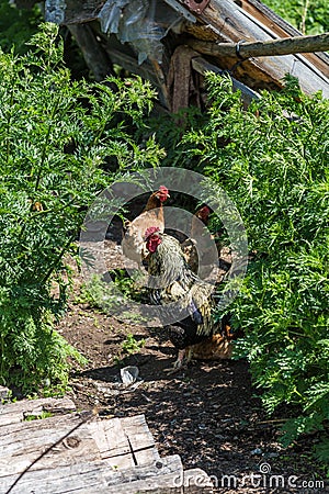 Motley rooster and hens are walking in the yard, Village life, Altai, Russia Stock Photo
