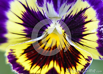 Motley Viola butterfly flower Stock Photo