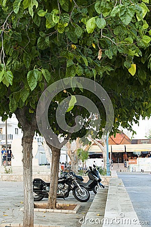 Motocycles under the trees Editorial Stock Photo