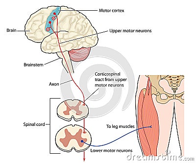 Motor nerves from leg to motor cortex Vector Illustration