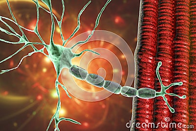 Motor neuron connecting to muscle fiber, 3D illustration Cartoon Illustration