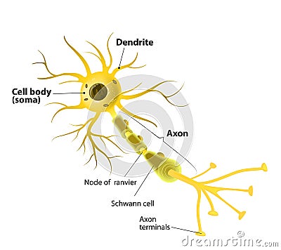Motor neuron, detailed and accurate, labeled Vector Illustration