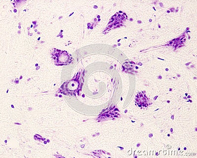 Motor neurons. Nissl bodies Stock Photo