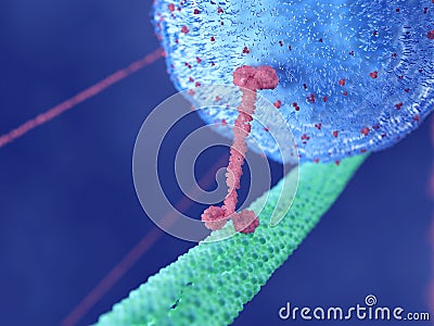 A motor protein Cartoon Illustration