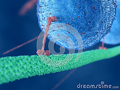 A motor protein Cartoon Illustration