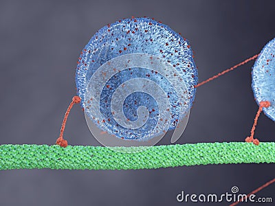 A motor protein Cartoon Illustration