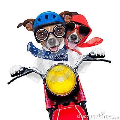 Motorbike couple of dogs Stock Photo