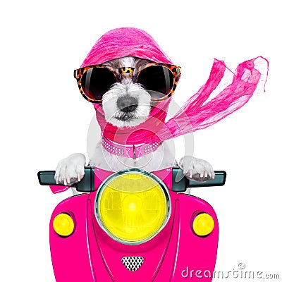 Motorcycle diva dog on summer Stock Photo