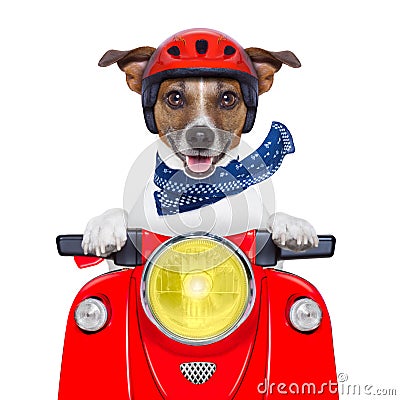 Motorcycle dog Stock Photo