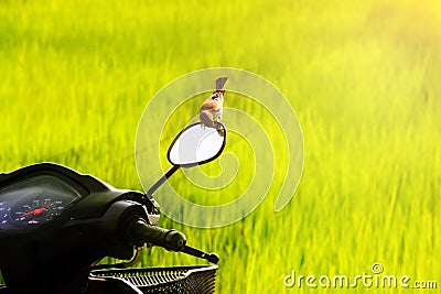 Motorcycle in the field Stock Photo