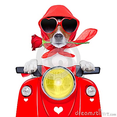 Motorcycle valentine dog Stock Photo