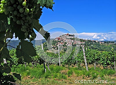 Motovun, Croatia, with grapes Stock Photo