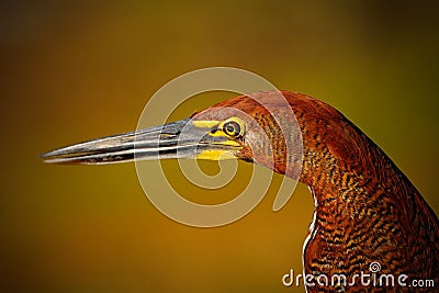 Motteled Rufescent Tiger-Heron, Tigrisoma lineatum, detail portrait of bird with long bill, in the nature habitat, Pantanal Stock Photo