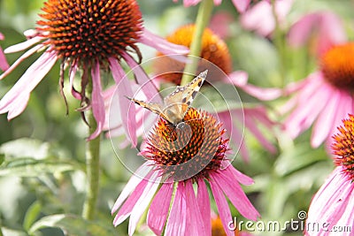 A mottled beautiful butterfly sits on the dome of a flower Stock Photo