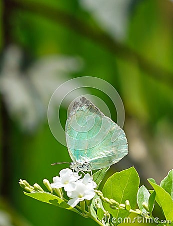 Mottled Emigrant butterfly in a garden Stock Photo