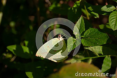 Mottled Emigrant Catopsilia pyranthe butterfly perching on wild plant Stock Photo
