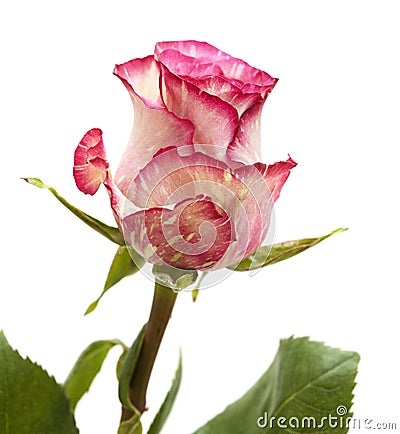 Mottled green and magenta rose Stock Photo