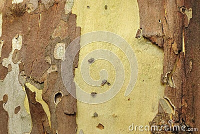 Mottled Sycamore Tree Bark And Trunk Background Or Texture Stock Photo