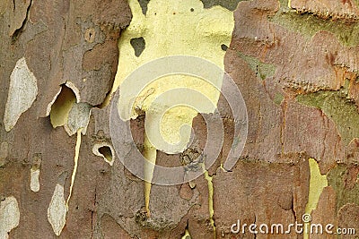 Mottled Sycamore Tree Bark And Trunk Background Or Texture Stock Photo