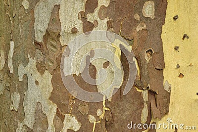 Mottled Sycamore Tree Bark And Trunk Background Or Texture Stock Photo