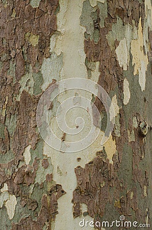 Mottled Sycamore Tree Bark And Trunk Background Or Texture, Close-up Stock Photo