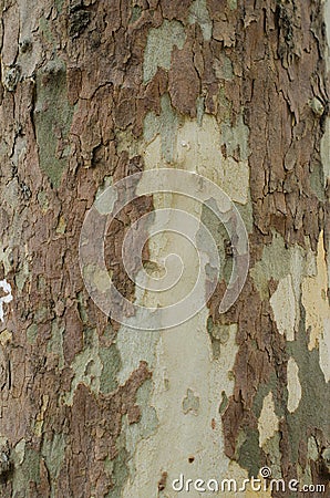 Mottled Sycamore Tree Bark And Trunk Background Or Texture, Close-up Stock Photo