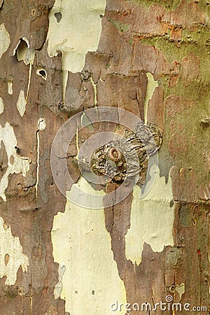Mottled Sycamore Tree Bark And Trunk Vertical Background Or Text Stock Photo
