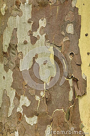 Mottled Sycamore Tree Bark And Trunk Vertical Background Or Text Stock Photo