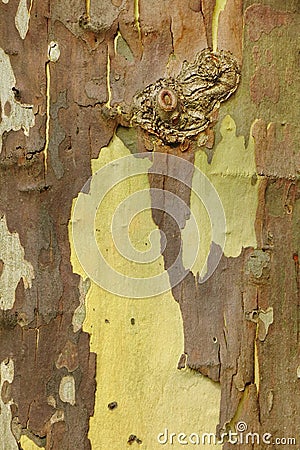 Mottled Sycamore Tree Bark And Trunk Vertical Background Or Text Stock Photo