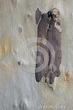 Mottled Sycamore Tree detail Stock Photo