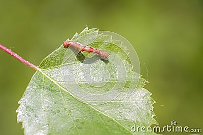 Mottled Umber (Erannis defoliaria) Stock Photo