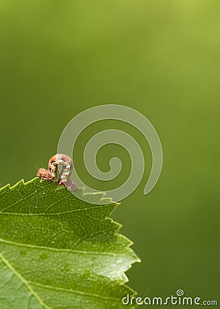 Mottled Umber (Erannis defoliaria) Stock Photo