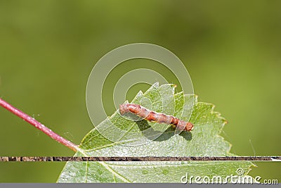 Mottled Umber (Erannis defoliaria) Stock Photo