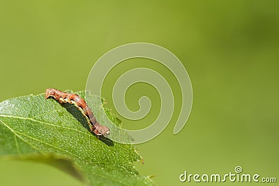 Mottled Umber (Erannis defoliaria) Stock Photo