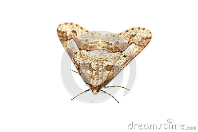 Mottled Umber moth Stock Photo