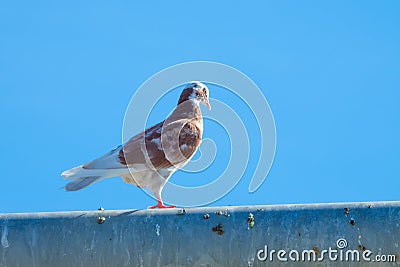 Mottled white-brown dove sitting on a dirty metal surface Stock Photo