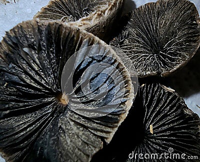 Mottlegill Mushrooms, Don`t Wear Your Petticoat To Pick Stock Photo