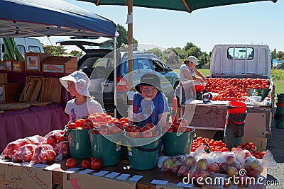 Tomatoes for sale by the bucket load. Motueka market, New Zealand Editorial Stock Photo