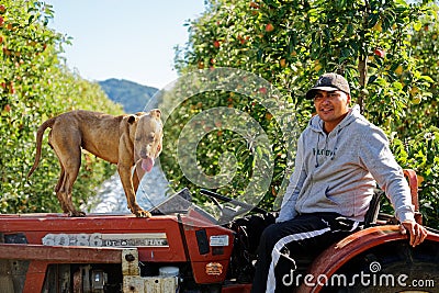 Apple picking seasonal worker and his dog in Motueka, New Zealand Editorial Stock Photo