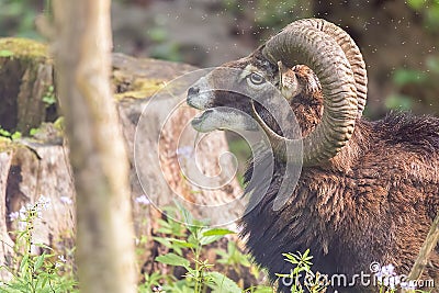 Moufflon male is eating grass in the morning Stock Photo