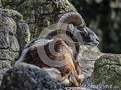 Moufflon male on the rock 1 Stock Photo