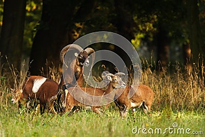 Mouflon buck Stock Photo