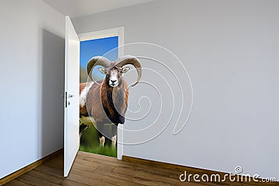 Mouflon entering a door. Animal watching from a wall. Child's imagination or a dream Stock Photo