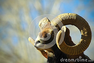 Mouflon horns Stock Photo