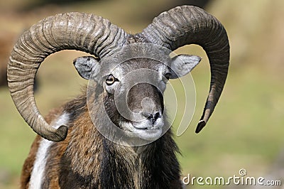 Mouflon, ovis aries Stock Photo