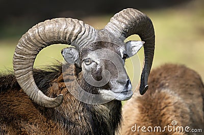 Mouflon, ovis aries Stock Photo