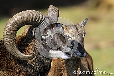 Mouflon, ovis aries Stock Photo