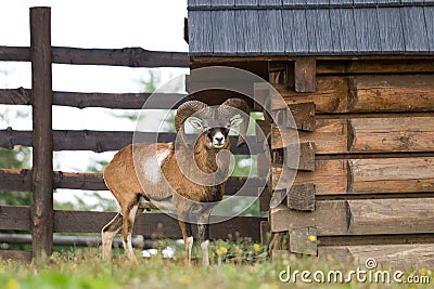 The mouflon ovis musimon, wild sheep. Stock Photo